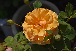 Rise Up Amberness Rose (Rosa 'CHEWAMBERNESS') at Green Haven Garden Centre