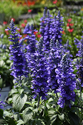 Rockin' Playin' The Blues Salvia (Salvia 'Balsamispim') at Green Haven Garden Centre