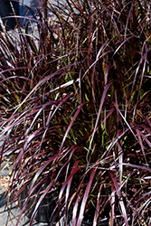 Purple Fountain Grass (Pennisetum setaceum 'Rubrum') at Green Haven Garden Centre