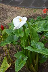 Calla Lily (Zantedeschia aethiopica) at Green Haven Garden Centre