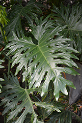 Tree Philodendron (Philodendron selloum) at Green Haven Garden Centre