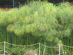 Papyrus (Cyperus papyrus) at Green Haven Garden Centre