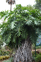 Tree Philodendron (Philodendron bipinnatifidum) at Green Haven Garden Centre