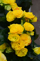 Rieger Begonia (Begonia x hiemalis 'Blitz') at Green Haven Garden Centre