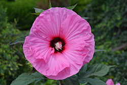 Summerific Candy Crush Hibiscus (Hibiscus 'Candy Crush') at Green Haven Garden Centre