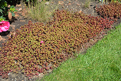 Fulda Glow Stonecrop (Sedum spurium 'Fuldaglut') at Green Haven Garden Centre