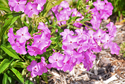 Opening Act Ultrapink Phlox (Phlox 'Opening Act Ultrapink') at Green Haven Garden Centre