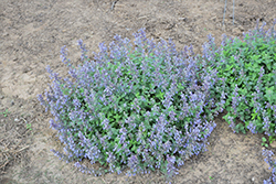 Picture Purrfect Catmint (Nepeta 'Picture Purrfect') at Green Haven Garden Centre