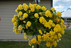 Nonstop Joy Yellow Begonia (Begonia 'Nonstop Joy Yellow') at Green Haven Garden Centre