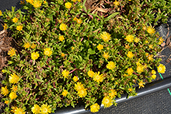 Delmara Yellow Ice Plant (Delosperma 'Delmara Yellow') at Green Haven Garden Centre