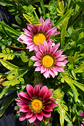 New Day Clear Pink Shades (Gazania 'New Day Pink Shades') at Green Haven Garden Centre