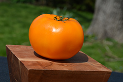 Jubilee Tomato (Solanum lycopersicum 'Jubilee') at Green Haven Garden Centre