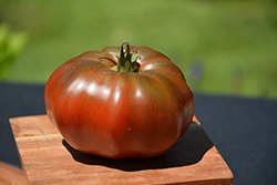 Black Krim Tomato (Solanum lycopersicum 'Black Krim') at Green Haven Garden Centre
