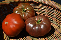 Cherokee Purple Tomato (Solanum lycopersicum 'Cherokee Purple') at Green Haven Garden Centre