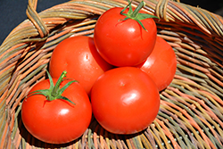 Celebrity Tomato (Solanum lycopersicum 'Celebrity') at Green Haven Garden Centre