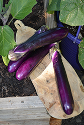 Millionaire Eggplant (Solanum melongena 'Millionaire') at Green Haven Garden Centre