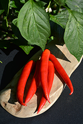 Super Chili Pepper (Capsicum annuum 'Super Chili') at Green Haven Garden Centre