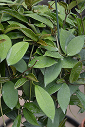Wax Plant (Hoya bilobata) at Green Haven Garden Centre
