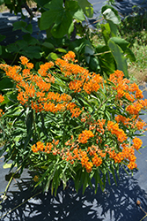 Butterfly Weed (Asclepias tuberosa) at Green Haven Garden Centre