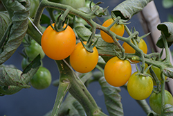 SunSugar Tomato (Solanum lycopersicum 'SunSugar') at Green Haven Garden Centre