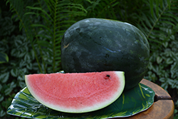 Sugar Baby Watermelon (Citrullus lanatus 'Sugar Baby') at Green Haven Garden Centre