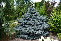 Montgomery Blue Spruce (Picea pungens 'Montgomery') at Green Haven Garden Centre