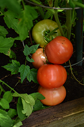 Big Beef Tomato (Solanum lycopersicum 'Big Beef') at Green Haven Garden Centre