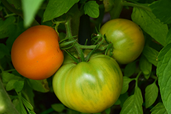 Jubilee Tomato (Solanum lycopersicum 'Jubilee') at Green Haven Garden Centre