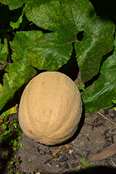 Cantaloupe Melon (Cucumis melo var. cantalupensis) at Green Haven Garden Centre