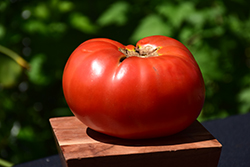 Brandywine Red Tomato (Solanum lycopersicum 'Brandywine Red') at Green Haven Garden Centre
