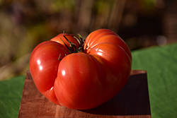 Bush Beefsteak Tomato (Solanum lycopersicum 'Bush Beefsteak') at Green Haven Garden Centre
