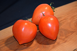 Oxheart Tomato (Solanum lycopersicum 'Oxheart') at Green Haven Garden Centre