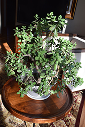 Jade Plant (Crassula ovata) at Green Haven Garden Centre