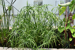 Umbrella Plant (Cyperus alternifolius) at Green Haven Garden Centre