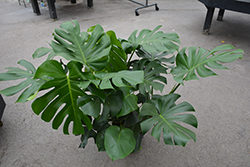 Monstera Deliciosa Plant (Monstera deliciosa) at Green Haven Garden Centre