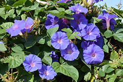 Heavenly Blue Morning Glory (Ipomoea tricolor 'Heavenly Blue') at Green Haven Garden Centre