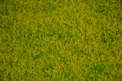 Scotch Moss (Sagina subulata 'Aurea') at Green Haven Garden Centre