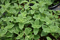 Strawberry Peppermint (Mentha x piperita 'Strawberry') at Green Haven Garden Centre