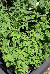 Strawberry Peppermint (Mentha x piperita 'Strawberry') at Green Haven Garden Centre