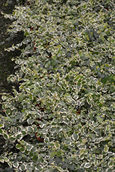 Variegated Creeping Fig (Ficus pumila 'Variegata') at Green Haven Garden Centre