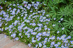 Blue Daisy (Felicia amelloides) at Green Haven Garden Centre
