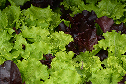 Gourmet Salad Blend Lettuce (Lactuca sativa var. crispa 'Gourmet Salad Blend') at Green Haven Garden Centre
