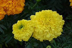 Inca Yellow Marigold (Tagetes erecta 'Inca Yellow') at Green Haven Garden Centre
