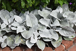 Angel Wings Senecio (Senecio candicans 'Senaw') at Green Haven Garden Centre