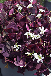 Charmed Wine Shamrock (Oxalis 'Charmed Wine') at Green Haven Garden Centre
