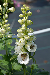 Delphina White Black Bee Larkspur (Delphinium 'Delphina White Black Bee') at Green Haven Garden Centre