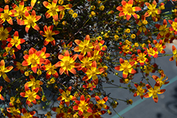 Beedance Painted Red Bidens (Bidens 'Beedance Painted Red') at Green Haven Garden Centre