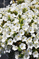 Itsy White Petunia (Petunia 'Itsy White') at Green Haven Garden Centre