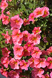 Superbells Tropical Sunrise Calibrachoa (Calibrachoa 'INCALTRSUN') at Green Haven Garden Centre