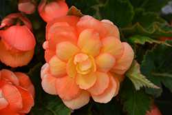 Illumination Apricot Shades Begonia (Begonia 'Illumination Apricot Shades') at Green Haven Garden Centre